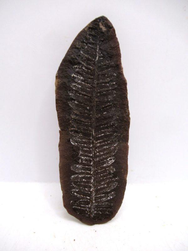 Mazon Creek Pennsylvanian Age Plant Nodule #163 - Image 3