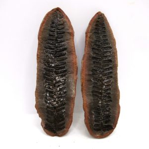 Mazon Creek Pennsylvanian Age Plant Nodule #164