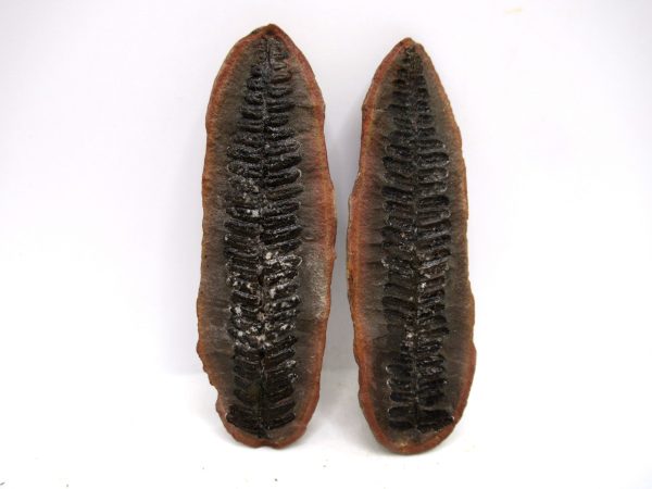 Mazon Creek Pennsylvanian Age Plant Nodule #164