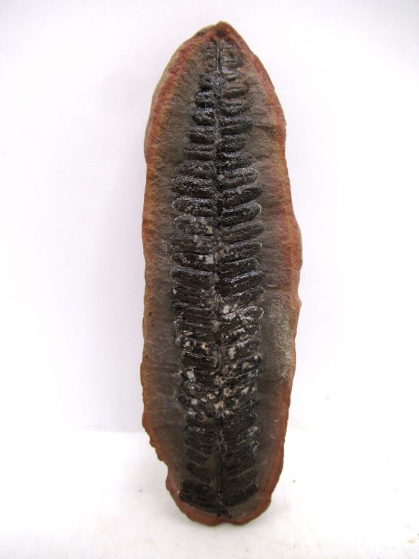 Mazon Creek Pennsylvanian Age Plant Nodule #164 - Image 3