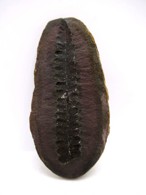 Mazon Creek Pennsylvanian Age Plant Nodule #165 - Image 4