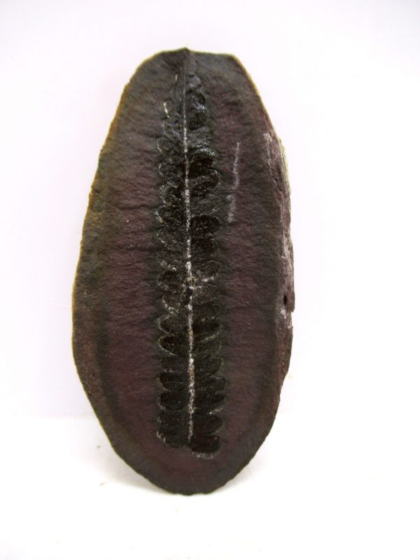 Mazon Creek Pennsylvanian Age Plant Nodule #165 - Image 3