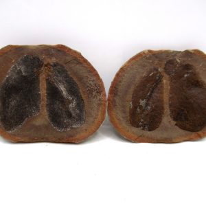 Mazon Creek Pennsylvanian Age Plant Nodule #166