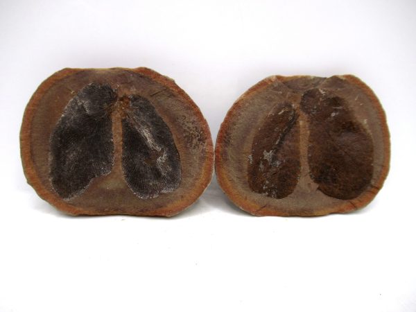 Mazon Creek Pennsylvanian Age Plant Nodule #166