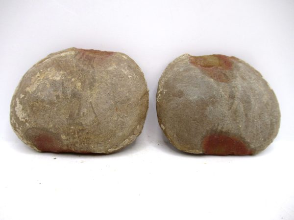 Mazon Creek Pennsylvanian Age Plant Nodule #166 - Image 2
