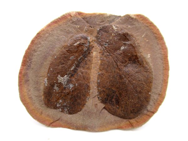 Mazon Creek Pennsylvanian Age Plant Nodule #166 - Image 3