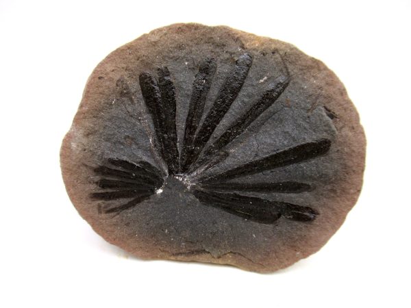 Mazon Creek Pennsylvanian Age Plant Nodule #167 - Image 3