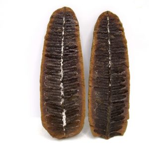 Mazon Creek Pennsylvanian Age Plant Nodule #168