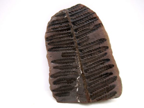 Mazon Creek Pennsylvanian Age Plant Nodule #169 - Image 3