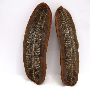 Mazon Creek Pennsylvanian Age Plant Nodule #170