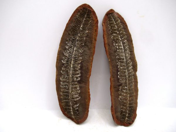 Mazon Creek Pennsylvanian Age Plant Nodule #170