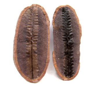 Mazon Creek Pennsylvanian Age Plant Nodule #160