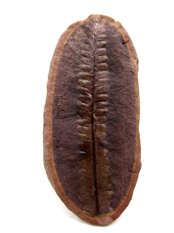 Mazon Creek Pennsylvanian Age Plant Nodule #160 - Image 2