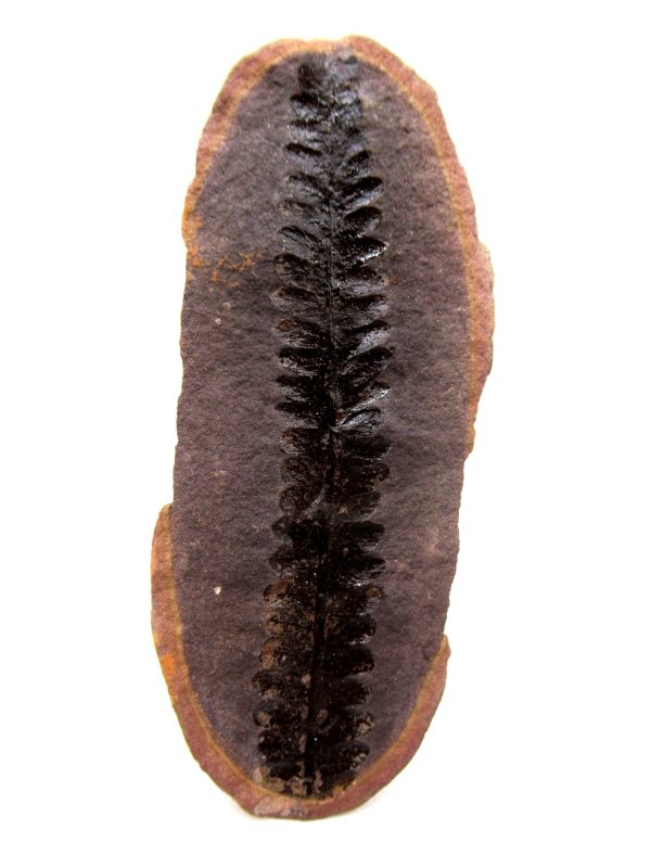 Mazon Creek Pennsylvanian Age Plant Nodule #160 - Image 3