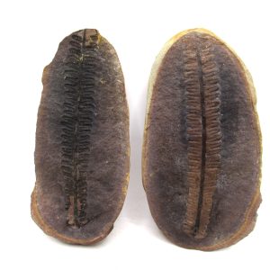 Mazon Creek Pennsylvanian Age Plant Nodule #161