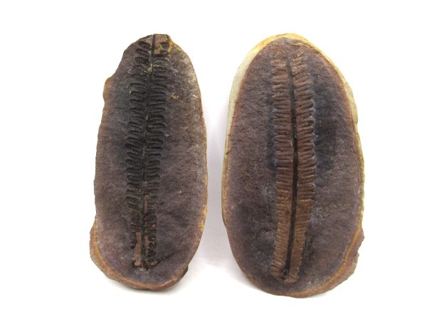 Mazon Creek Pennsylvanian Age Plant Nodule #161