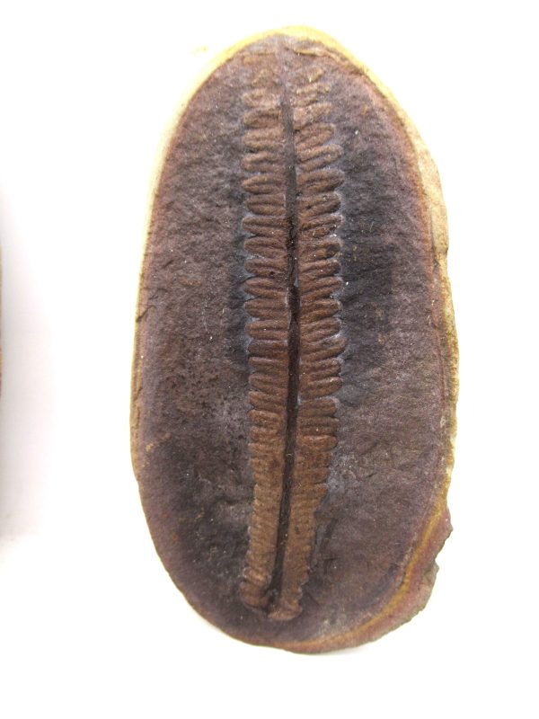 Mazon Creek Pennsylvanian Age Plant Nodule #161 - Image 2