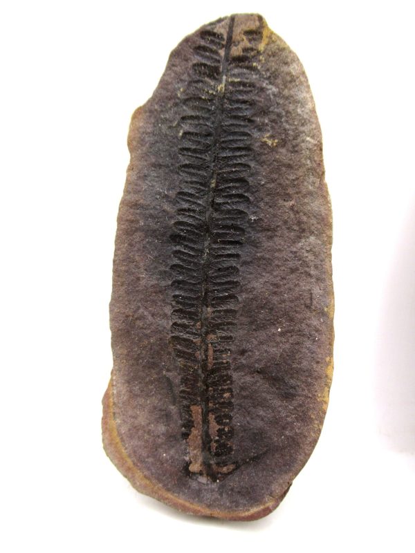 Mazon Creek Pennsylvanian Age Plant Nodule #161 - Image 3