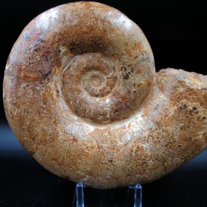 Lytoceras Ammonite from Madagascar XL for Sale 31