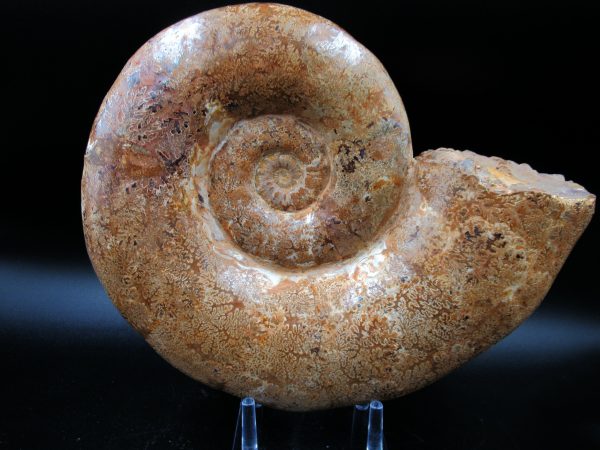 Lytoceras Ammonite from Madagascar XL for Sale 31