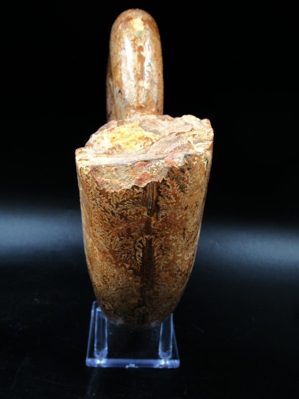 Lytoceras Ammonite from Madagascar XL for Sale 31 - Image 2