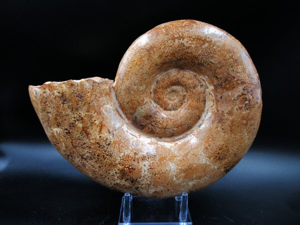 Lytoceras Ammonite from Madagascar XL for Sale 31 - Image 8