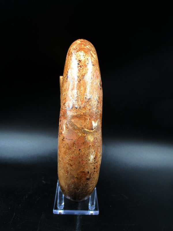 Lytoceras Ammonite from Madagascar XL for Sale 31 - Image 7