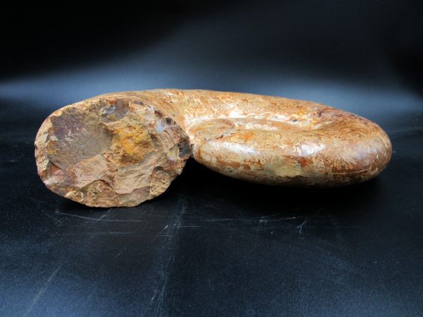 Lytoceras Ammonite from Madagascar XL for Sale 31 - Image 6