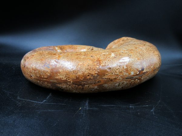 Lytoceras Ammonite from Madagascar XL for Sale 31 - Image 4