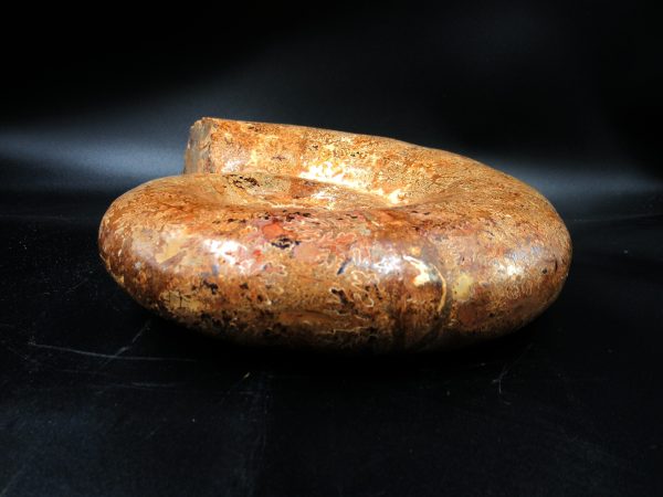 Lytoceras Ammonite from Madagascar XL for Sale 31 - Image 3