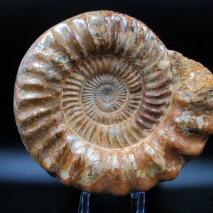 Perisphinctes Ammonite from Madagascar XL for Sale 29