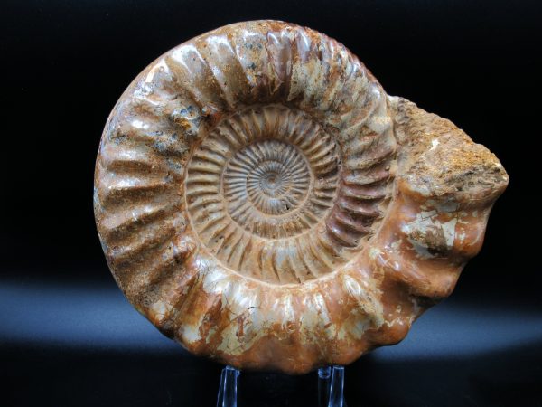 Perisphinctes Ammonite from Madagascar XL for Sale 29