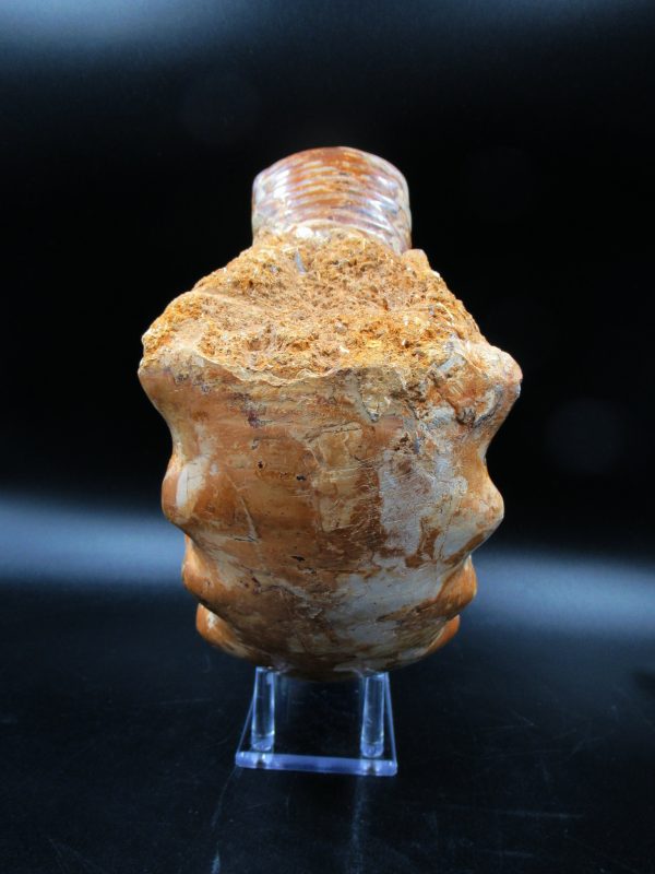 Perisphinctes Ammonite from Madagascar XL for Sale 29 - Image 2