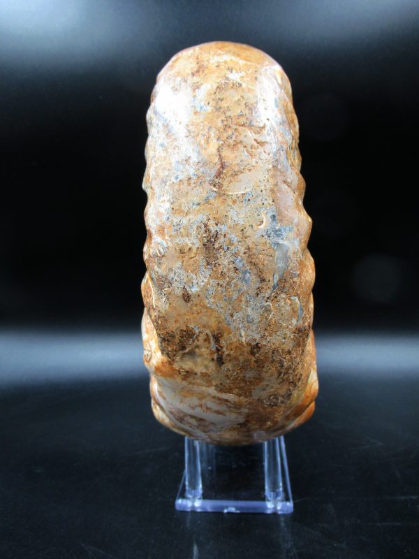 Perisphinctes Ammonite from Madagascar XL for Sale 29 - Image 7