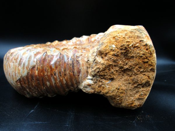 Perisphinctes Ammonite from Madagascar XL for Sale 29 - Image 6