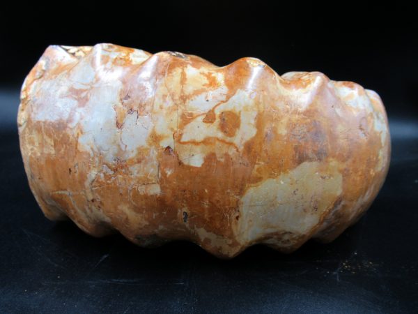 Perisphinctes Ammonite from Madagascar XL for Sale 29 - Image 5