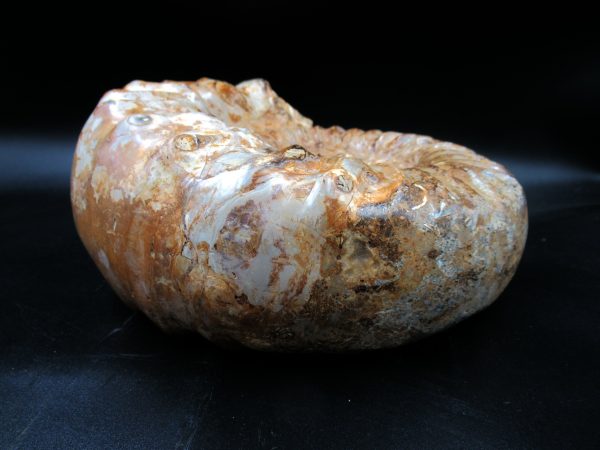 Perisphinctes Ammonite from Madagascar XL for Sale 29 - Image 4