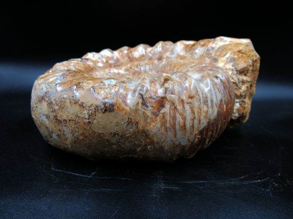 Perisphinctes Ammonite from Madagascar XL for Sale 29 - Image 3