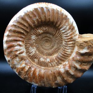 Perisphinctes Ammonite from Madagascar XL for Sale 30