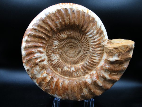 Perisphinctes Ammonite from Madagascar XL for Sale 30