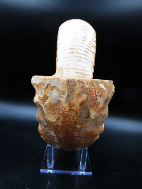Perisphinctes Ammonite from Madagascar XL for Sale 30 - Image 2