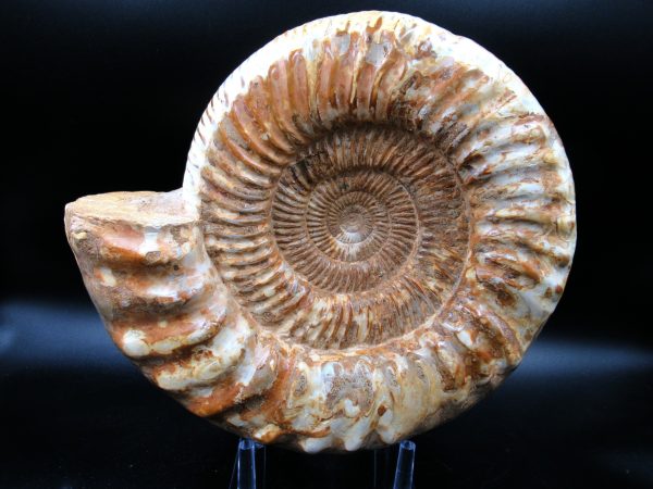 Perisphinctes Ammonite from Madagascar XL for Sale 30 - Image 8