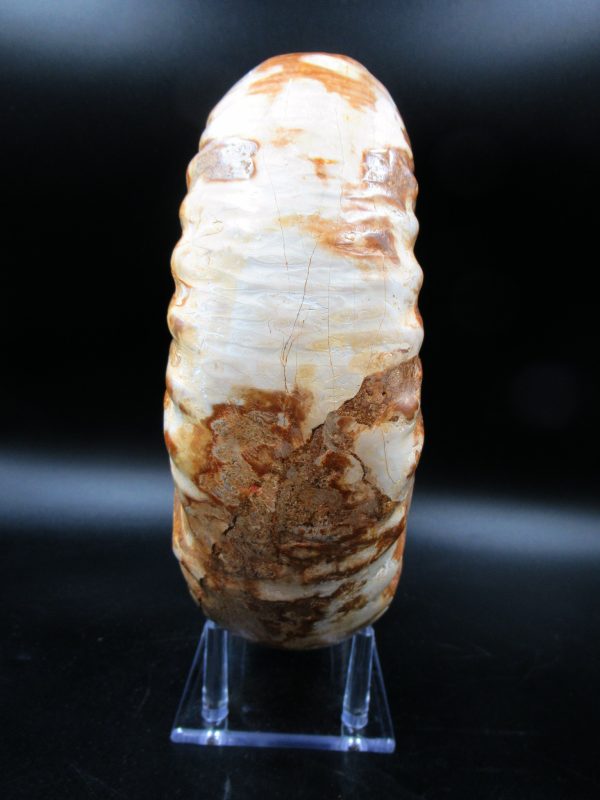 Perisphinctes Ammonite from Madagascar XL for Sale 30 - Image 7