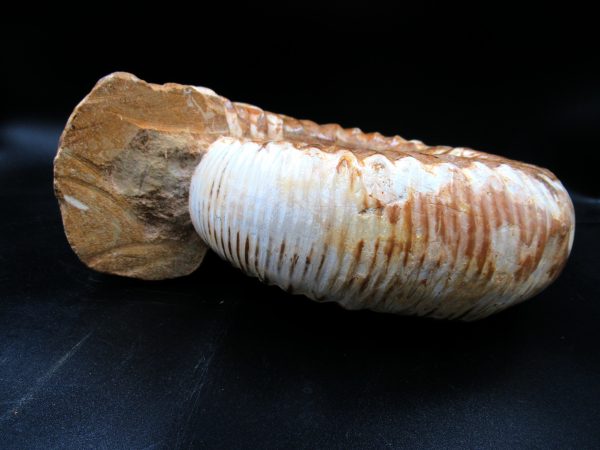 Perisphinctes Ammonite from Madagascar XL for Sale 30 - Image 6