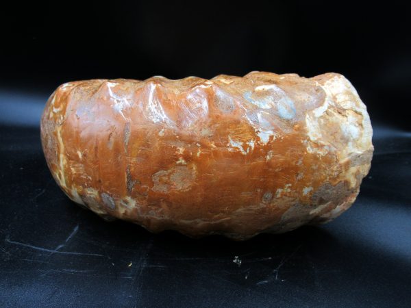 Perisphinctes Ammonite from Madagascar XL for Sale 30 - Image 5