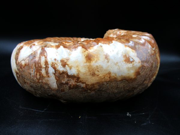Perisphinctes Ammonite from Madagascar XL for Sale 30 - Image 4