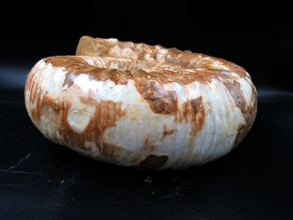Perisphinctes Ammonite from Madagascar XL for Sale 30 - Image 3