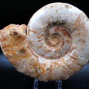 Perisphinctes Ammonite from Madagascar XL for Sale 32