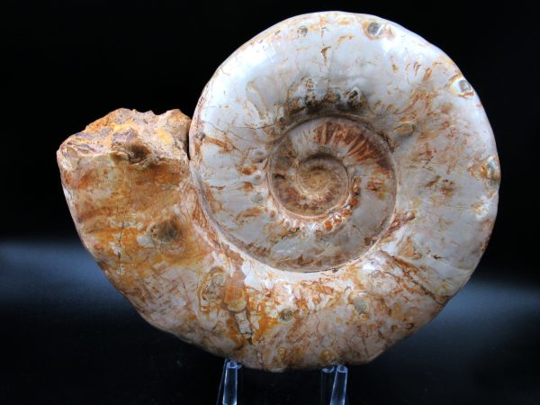 Perisphinctes Ammonite from Madagascar XL for Sale 32
