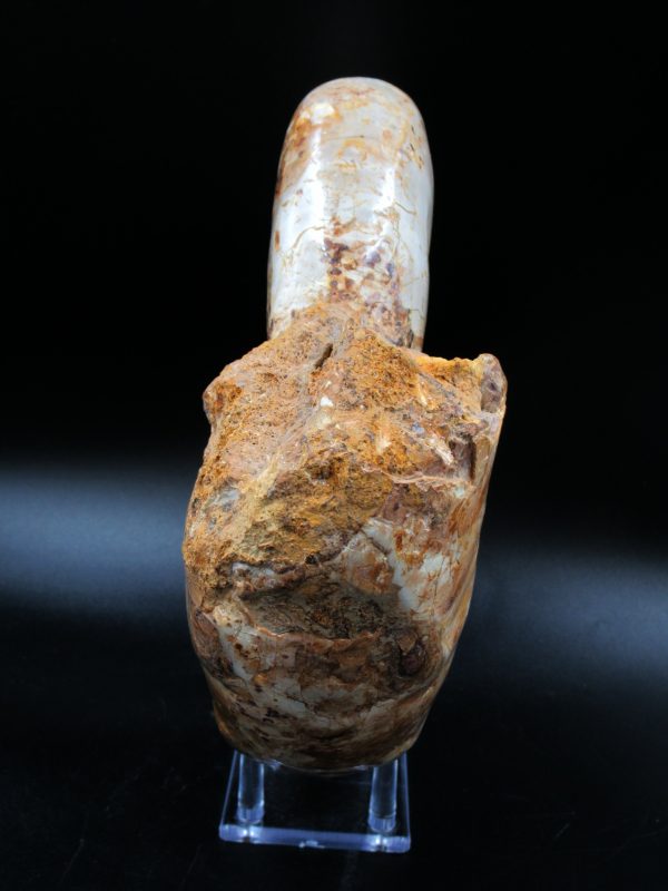 Perisphinctes Ammonite from Madagascar XL for Sale 32 - Image 2